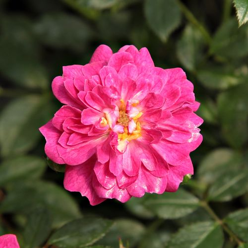Vendita, rose miniatura, lillipuziane - rosa - Rosa Imola™ - rosa non profumata - Győry Szilveszter - ,-